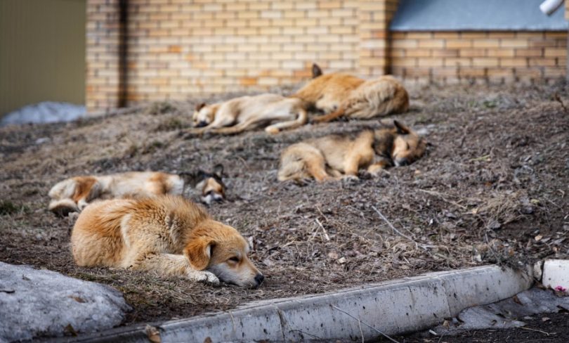 В Костанае построят приют для собак за счет бюджета